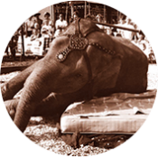 美國蕾絲床墊利用大象體重測試中位護背線結構的耐久性與支撐性